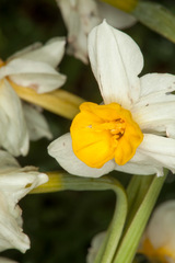 Narcissus tazetta tazetta