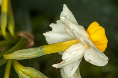 Narcissus tazetta tazetta