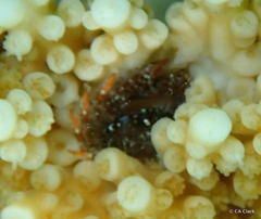 Domecia acanthophora