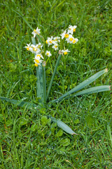 Narcissus tazetta tazetta