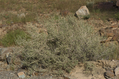 Plocama aucheri