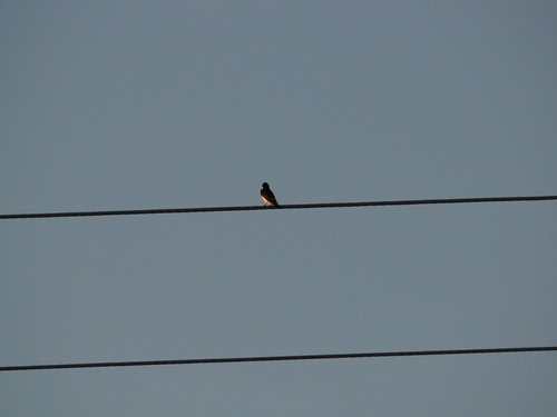 Violet-green Swallow (Tachycineta thalassina), photo 8