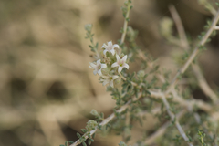 Plocama aucheri