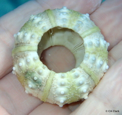 Eucidaris tribuloides