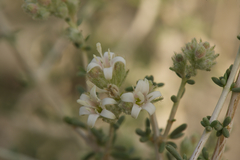 Plocama aucheri