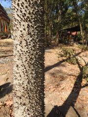 Magnoliopsida