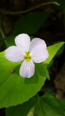 Viola canadensis canadensis
