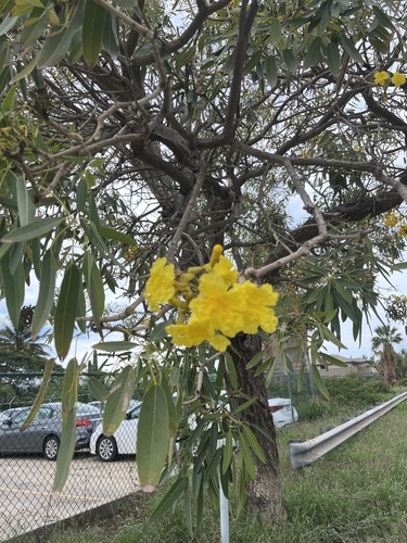 Silver Trumpet Tree (Tabebuia aurea)