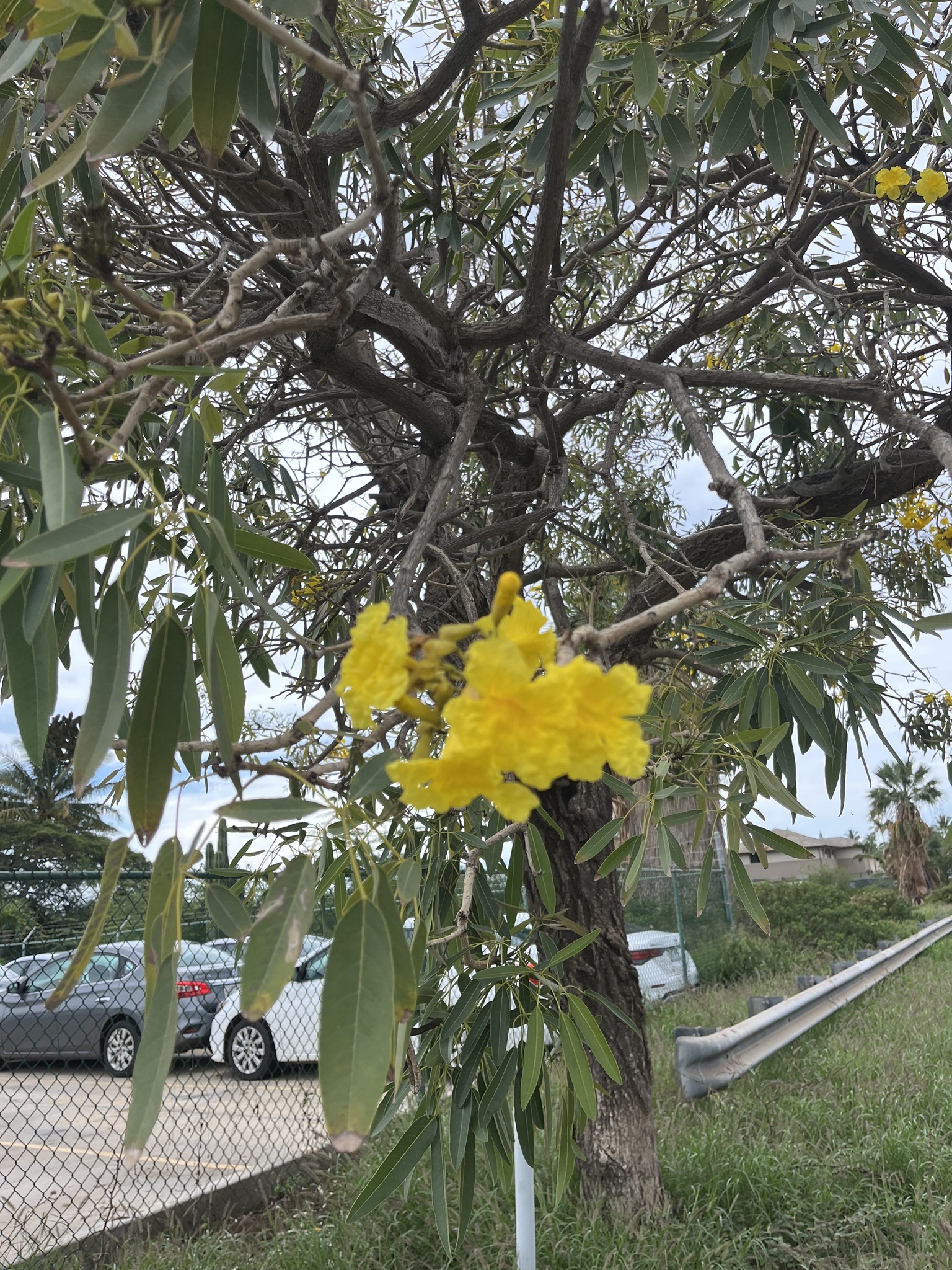Silver Trumpet Tree (Tabebuia aurea)