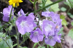 Phacelia bipinnatifida
