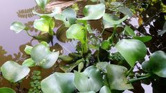 Pontederia crassipes