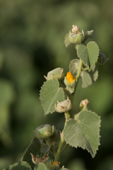 Abutilon pannosum