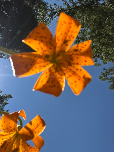 Kelley's Lily (Lilium kelleyanum)