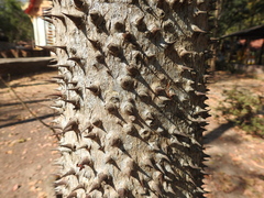 Magnoliopsida