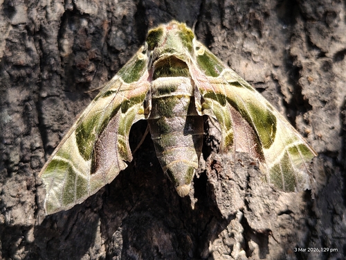 Oleander Hawkmoth