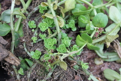 Sedum rhodocarpum