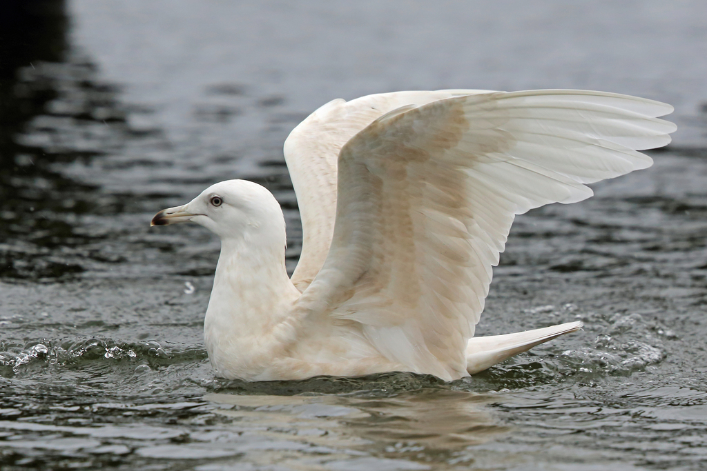 Greenland Gull