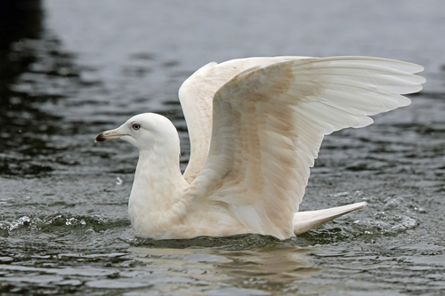 Greenland Gull