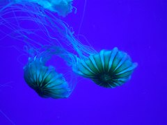Chrysaora pacifica