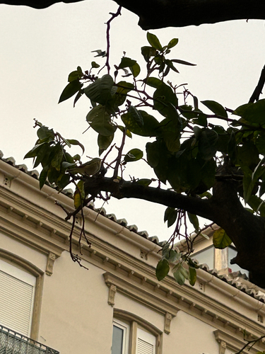 Avistamiento Mosquitero Común