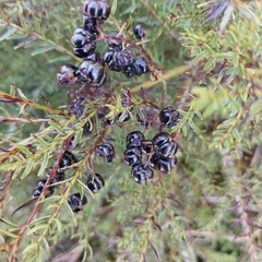 Coriaria angustissima, photograph (c) kiwialli, some rights reserved (CC BY)
