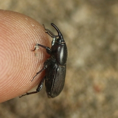Cosmopolites sordidus