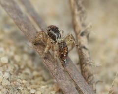 Stenaelurillus metallicus