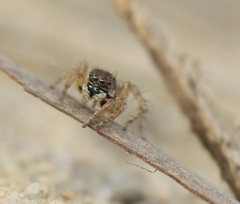 Stenaelurillus metallicus