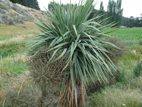 Cordyline australis