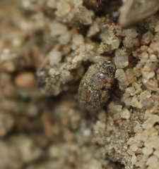 Onthophagus fuscopunctatus