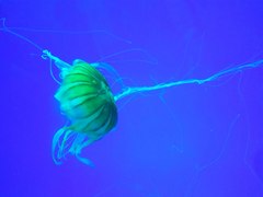 Chrysaora pacifica