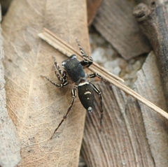 Cyrba ocellata