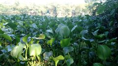 Pontederia crassipes