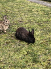 Oryctolagus cuniculus