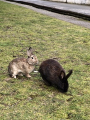 Oryctolagus cuniculus