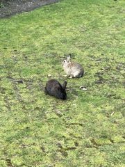 Oryctolagus cuniculus