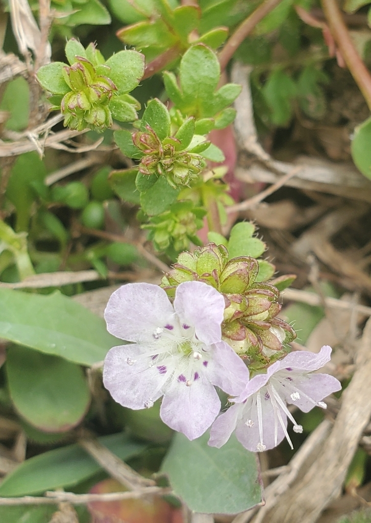 Smooth phacelia (Phacelia glabra)