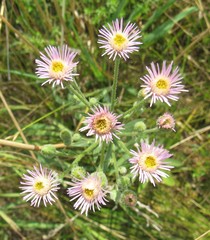 Erigeron acris podolicus