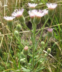 Erigeron acris podolicus
