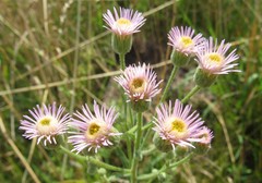 Erigeron acris podolicus