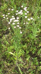 Erigeron acris podolicus