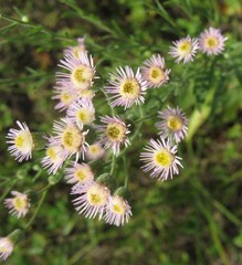 Erigeron acris podolicus