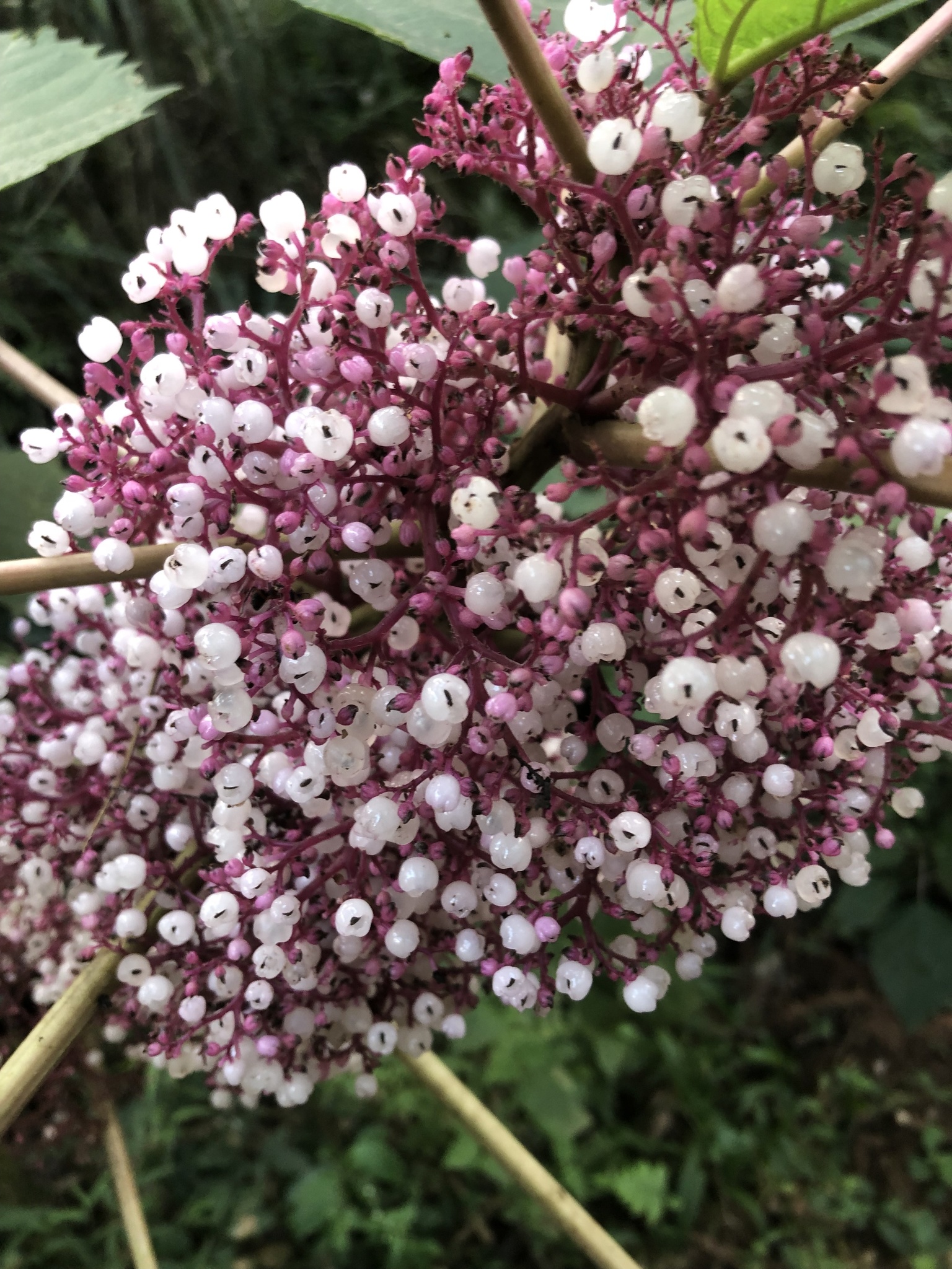 Urera baccifera