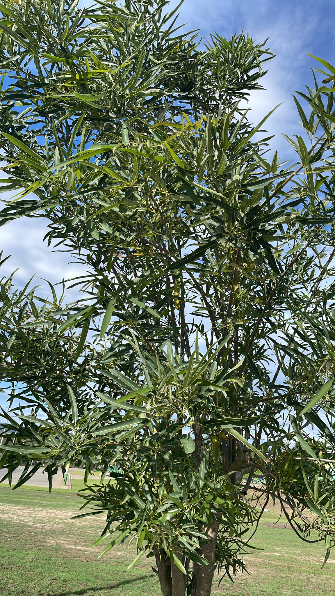 Tabebuia aurea
