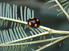 Peltoschema tetraspilotum
