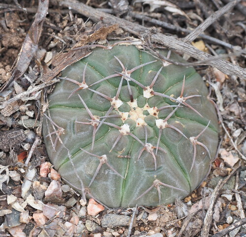 Gymnocalycium bodenbenderianum