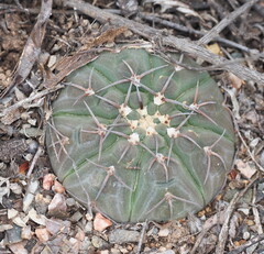 Gymnocalycium bodenbenderianum