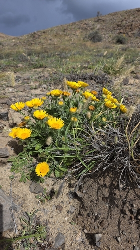 Pulicaria canariensis, photograph 1