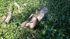 Varanus salvator salvator