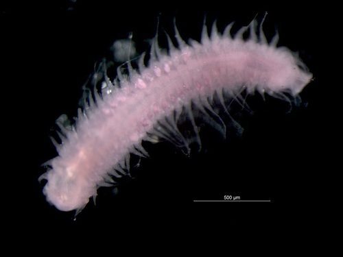 Microphthalmus similis